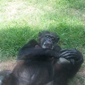 Meet your Posher, Charles